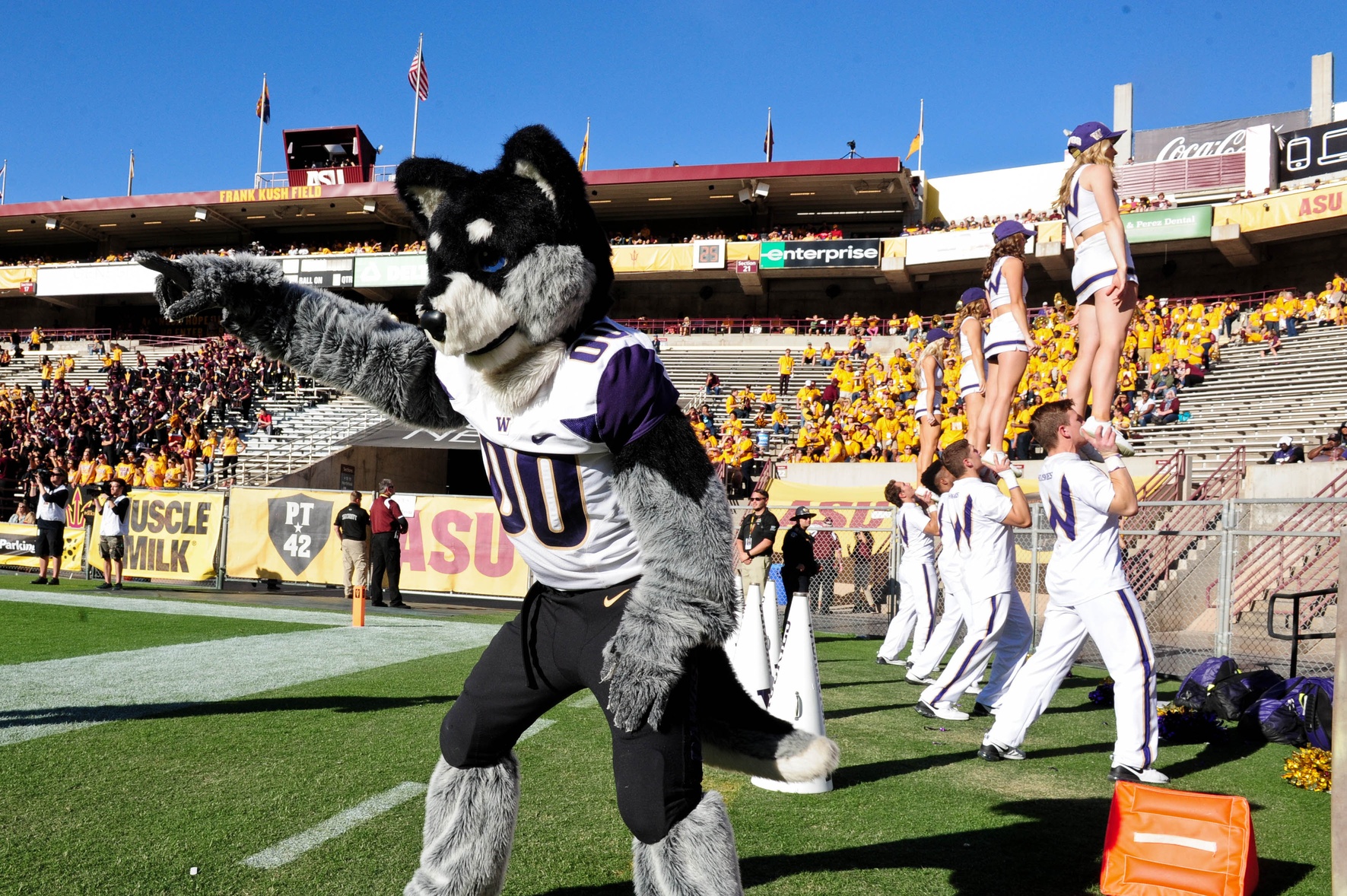 Nov 14, 2015; Tempe, AZ, USA; The Washington Huskies mascot "Harry the Husky" cheers from the sidelines during the second half against the Arizona State Sun Devils at Sun Devil Stadium. Mandatory Credit: Matt Kartozian-USA TODAY Sports