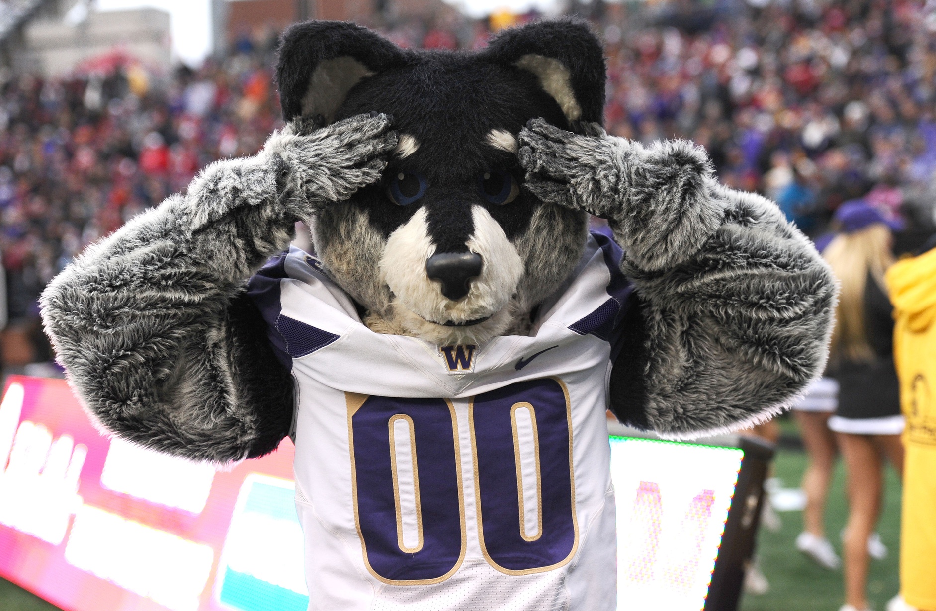 Nov 25, 2016; Pullman, WA, USA; Washington Huskies mascot Harry the Husky looks on against the Washington State Cougars during the second half at Martin Stadium. The Huskies won 45-17. Mandatory Credit: James Snook-USA TODAY Sports