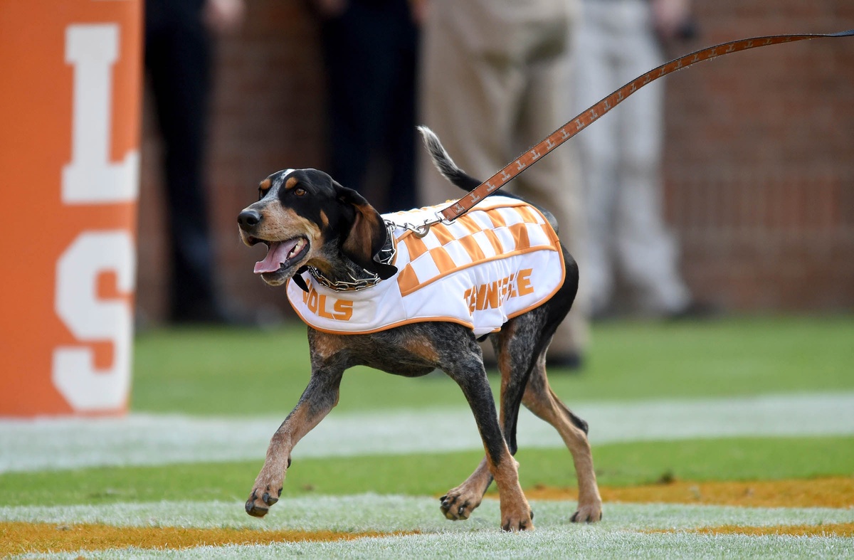 Nov 5, 2016; Knoxville, TN, USA; Tennessee Volunteers mascot Smokey runs across the end zone during the first half against Tennessee Tech at Neyland Stadium. Mandatory Credit: Michael Patrick/Knoxville News Sentinel via USA TODAY NETWORK