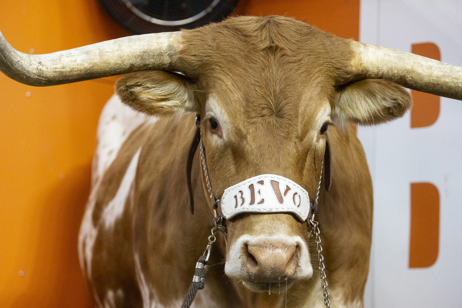 Bevo at a Texas home football game.