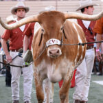 Texas mascot Bevo stands before a game.