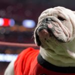 Georgia mascot Uga XI.