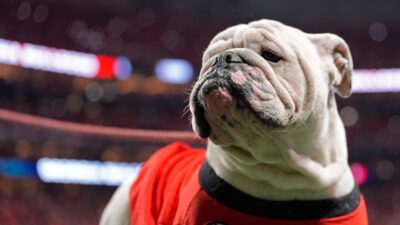 Georgia mascot Uga XI.