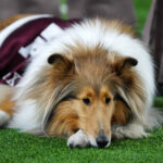 Texas A&M mascot Miss Reveille X is shown.