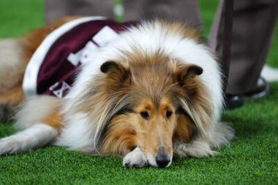 Texas A&M mascot Miss Reveille X is shown.