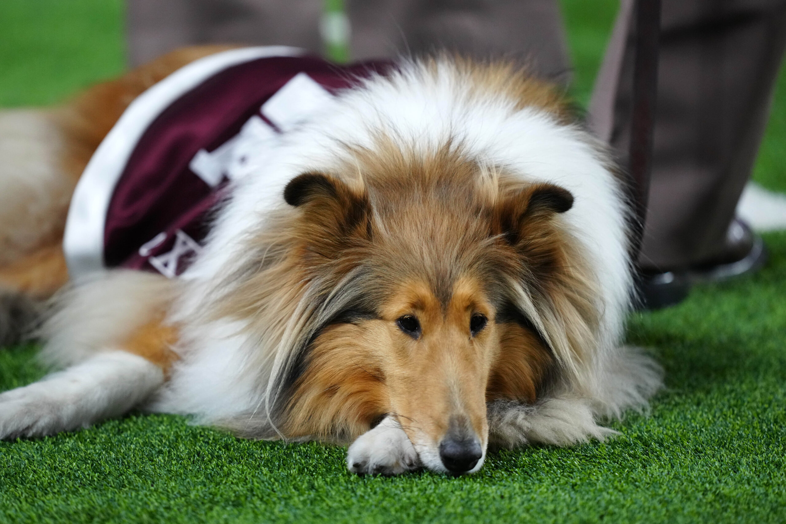 Texas A&M announces serious health update on Miss Reveille X