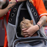 Pudge, the cat, who has become an instant celebrity at Bowling Green.