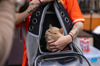 Pudge, the cat, who has become an instant celebrity at Bowling Green.