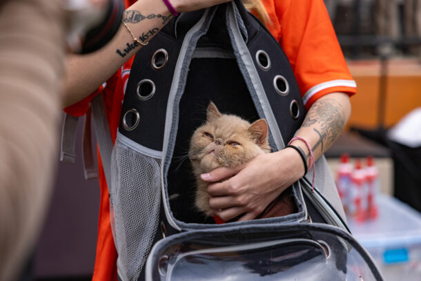 College football world is in love with Pudge, Bowling Green&rsquo;s sideline cat