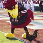 South Carolina mascot.