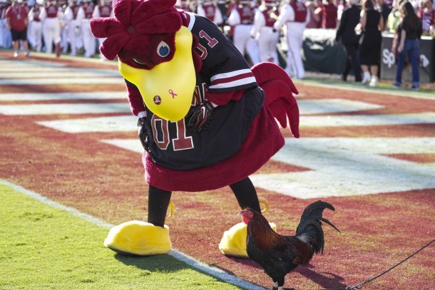 South Carolina mascot.