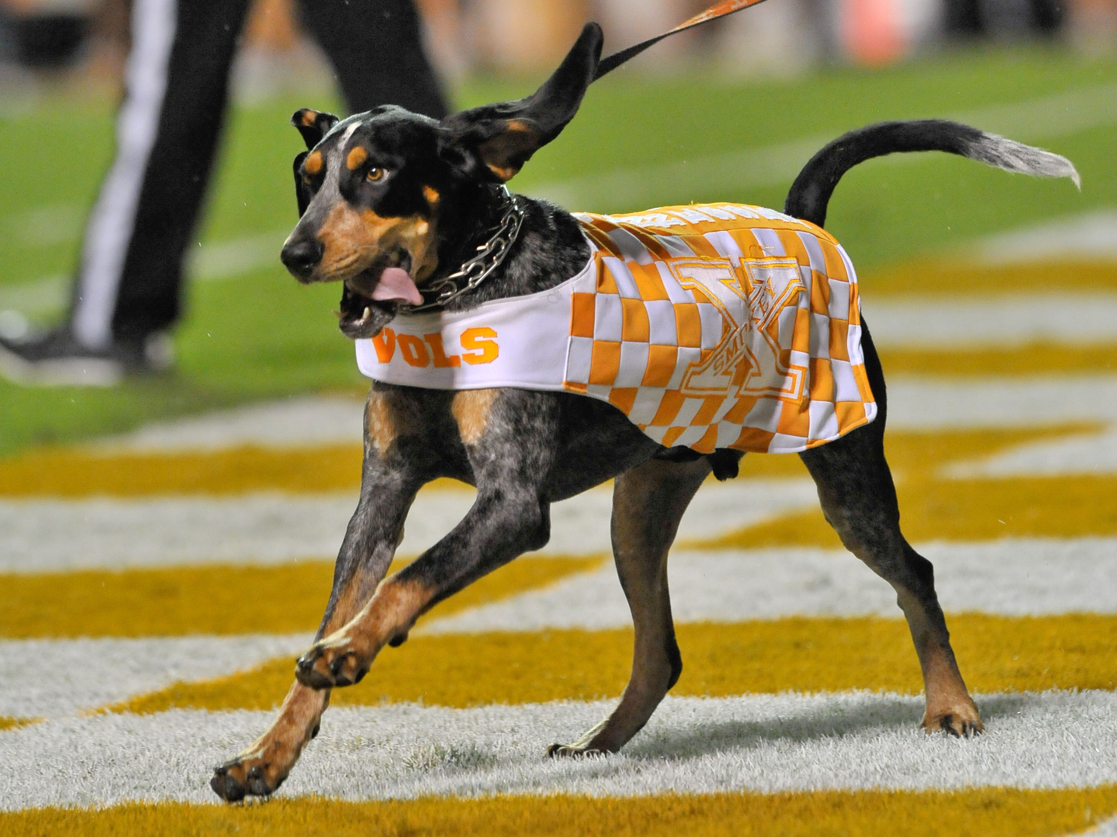 Tennessee's Smokey celebrates 61year anniversary as mascot