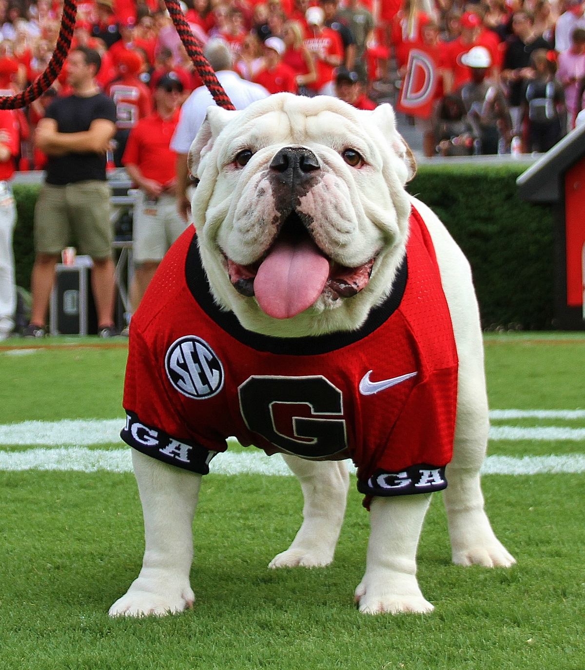 Introducing the Georgia Bulldogs' new mascot, Uga X