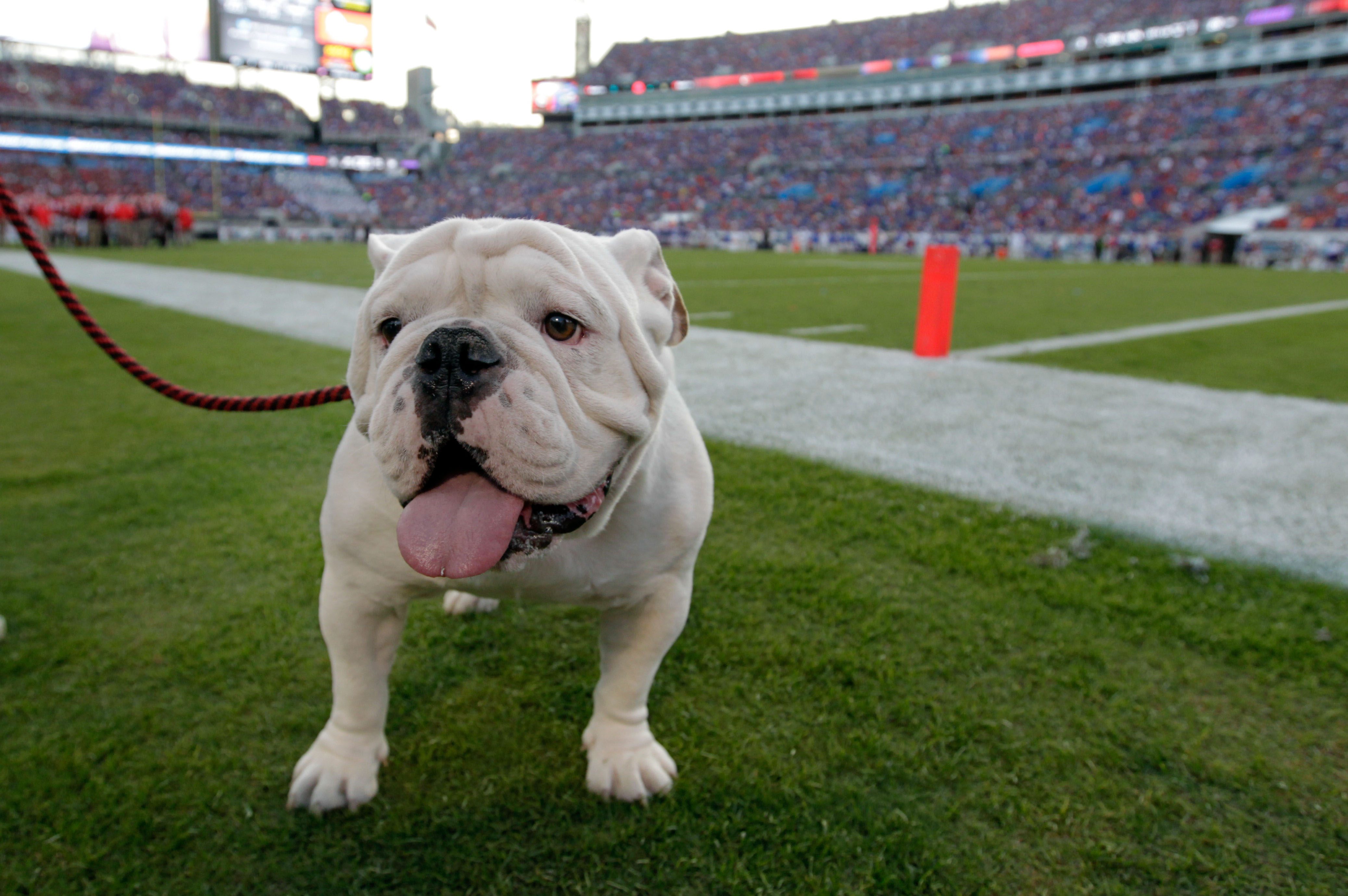 nike uga dog jersey