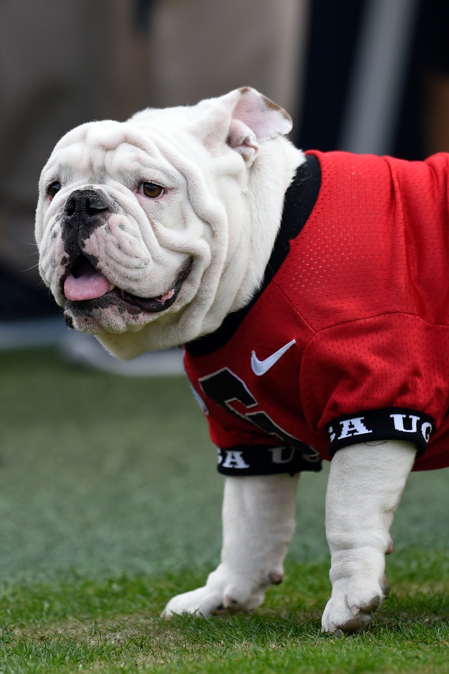 2016 State of the Union: Georgia Bulldogs