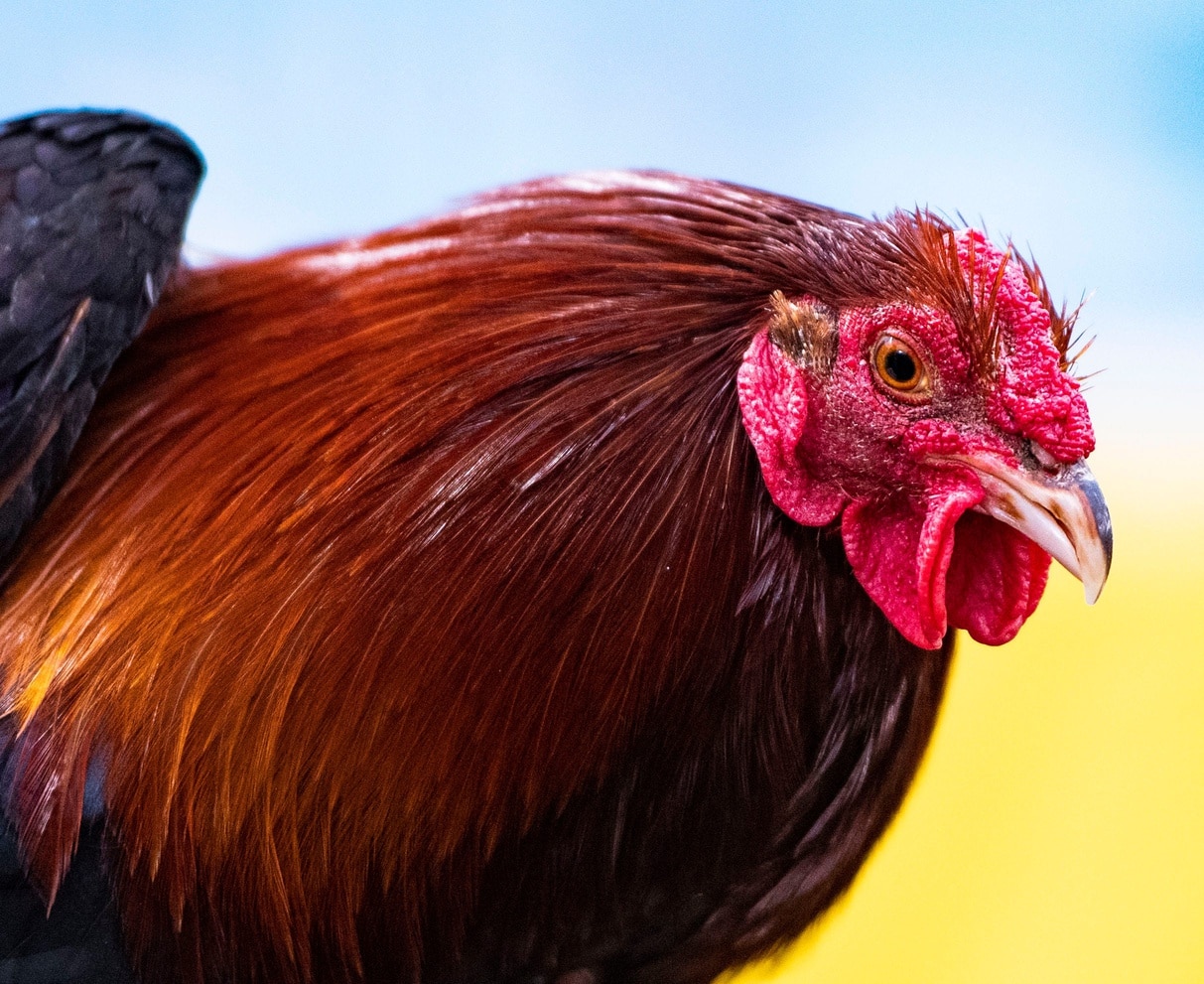 South Carolina announces yet another name change to live Gamecock mascot