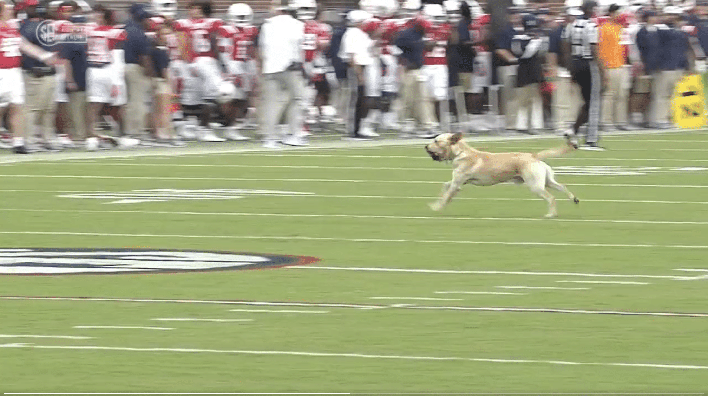Good boy Juice Kiffin fetches tee from Ole Miss' playing field in